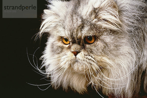Portrait  Tier  Haustier  Katze  Tierischer Kopf  Tierkopf