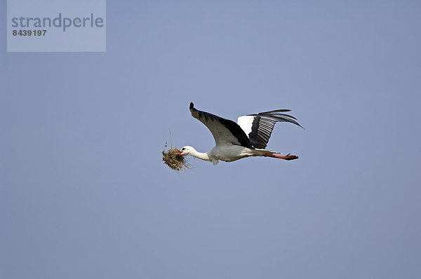 Weißstorch  Ciconia ciconia  fliegen  fliegt  fliegend  Flug  Flüge  Tier  weiß  Vogel  Storch
