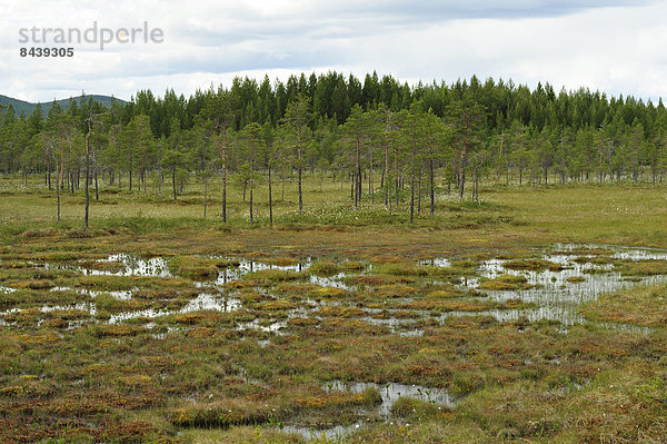 Kiefer  Pinus sylvestris  Kiefern  Föhren  Pinie  Landschaftlich schön  landschaftlich reizvoll  Jämtland  Moor  Sumpf  Schweden