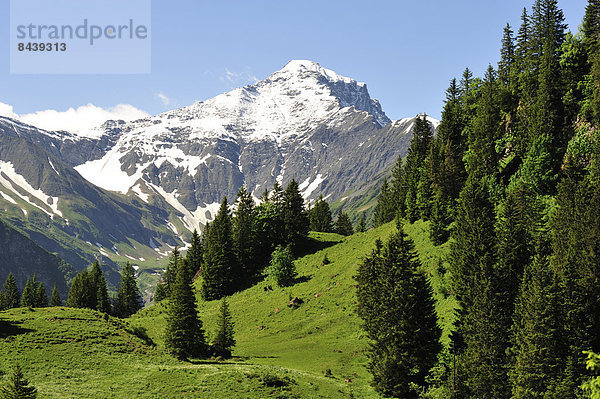 Europa Berg Tanne Westalpen Schnee Schweiz Schweizer Alpen
