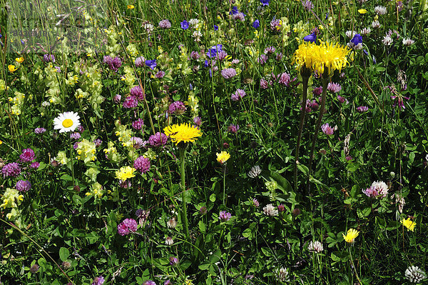 Landschaftlich schön landschaftlich reizvoll Europa Blume Pflanze blühen Blumenschmuck Kanton Graubünden Westalpen Schweiz Schweizer Alpen