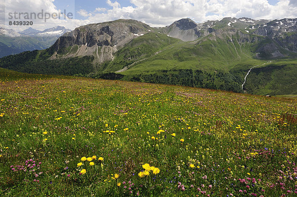 Landschaftlich schön landschaftlich reizvoll Europa Berg Blume Pflanze blühen Blumenschmuck Kanton Graubünden Westalpen Schweiz Schweizer Alpen