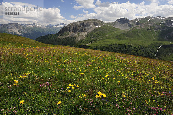 Landschaftlich schön landschaftlich reizvoll Europa Berg Blume Pflanze blühen Blumenschmuck Kanton Graubünden Westalpen Schweiz Schweizer Alpen