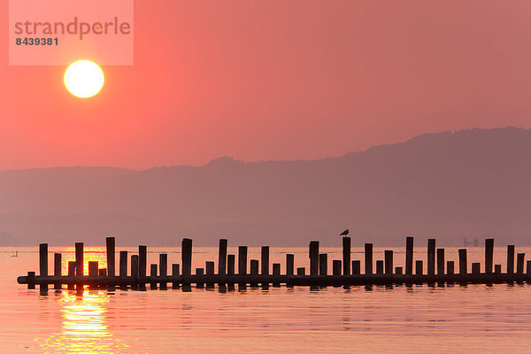 Baumstamm  Stamm  Wasser  Landschaft  Sonnenaufgang  Bodensee  Österreich  Sonne  Vorarlberg