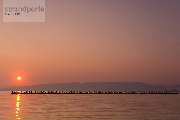 Baumstamm  Stamm  Wasser  Landschaft  Sonnenaufgang  Bodensee  Österreich  Sonne  Vorarlberg