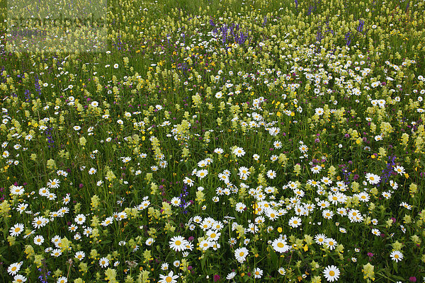 Blumenwiese  klar  Muster  Helligkeit  Europa  Blume  Sommer  Vielfalt  Blüte  Abstraktion  Hintergrund  Wiese  Schnittmuster  Schweiz