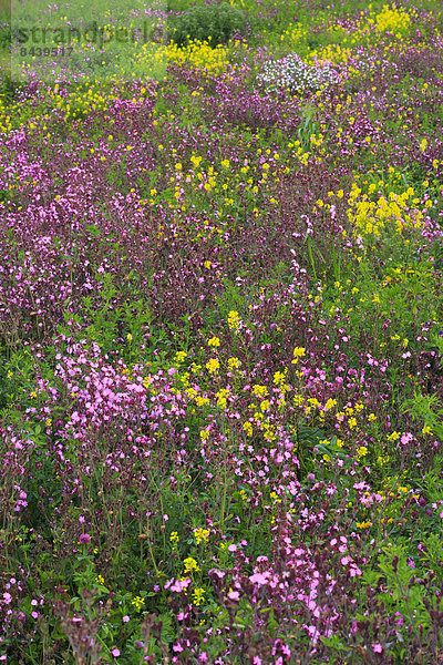 Blumenwiese  Detail  Details  Ausschnitt  Ausschnitte  Farbaufnahme  Farbe  Muster  Helligkeit  Europa  Blume  Botanik  Großbritannien  gelb  Pflanze  Abstraktion  Hintergrund  pink  Wiese  England  Northumberland  Schnittmuster