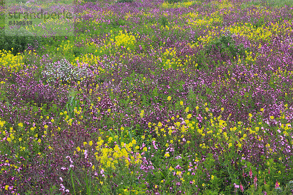 Blumenwiese  Detail  Details  Ausschnitt  Ausschnitte  Farbaufnahme  Farbe  Muster  Helligkeit  Europa  Blume  Botanik  Großbritannien  gelb  Pflanze  Abstraktion  Hintergrund  pink  Wiese  England  Northumberland  Schnittmuster