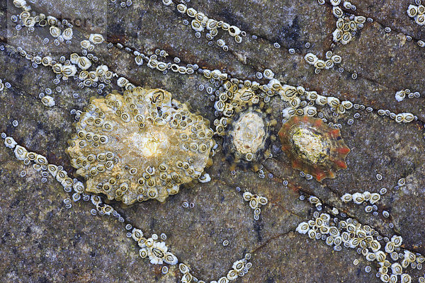 Detail Details Ausschnitt Ausschnitte Felsbrocken Muster Europa bedecken Sommer Großbritannien Gebäude Steilküste Küste Meer Natur expandieren Wachstum Muschel Artenvielfalt braun Weichtier Schnittmuster Schottland schottisch Brotaufstrich
