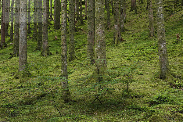 Muster  Botanik  Baum  Farn  Baumstamm  Stamm  Fichte  Tanne  Schnittmuster  Schottland  Fichtenwald