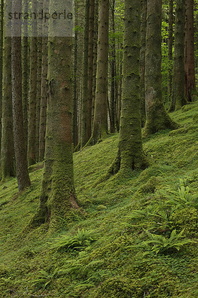 Muster  Botanik  Baum  Farn  Baumstamm  Stamm  Fichte  Tanne  Schnittmuster  Schottland  Fichtenwald