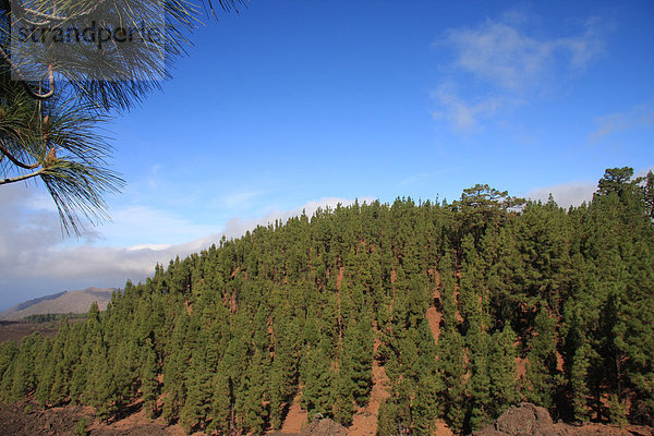 Landschaftlich schön landschaftlich reizvoll Europa Landschaft Wald Holz Kiefer Pinus sylvestris Kiefern Föhren Pinie Kanaren Kanarische Inseln Spanien Teneriffa