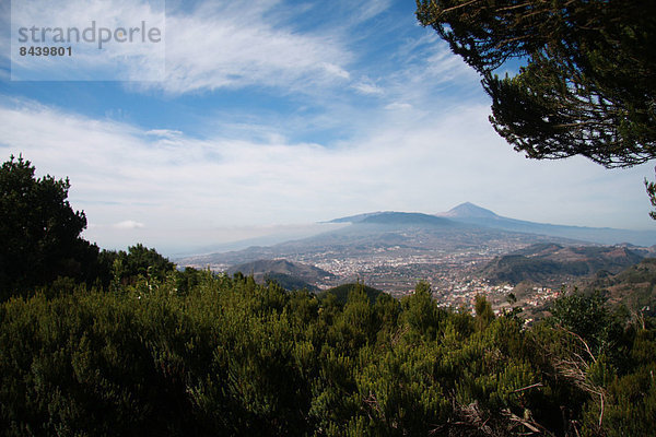 Europa grün Wald Holz Kanaren Kanarische Inseln Spanien Teneriffa