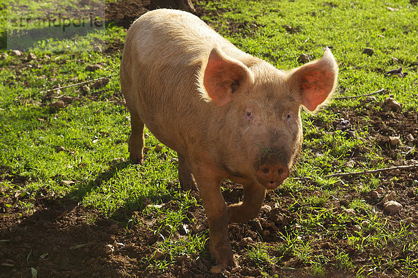 Außenaufnahme  Europa  Landwirtschaft  niemand  Balearen  Balearische Inseln  Mallorca  Schwein  Spanien