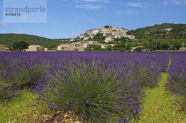 Außenaufnahme  Landschaftlich schön  landschaftlich reizvoll  Sehenswürdigkeit  Frankreich  Europa  Tag  Landschaft  Landwirtschaft  niemand  Dorf  Feld  Provence - Alpes-Cote d Azur  Lavendel  Lavendelblüte