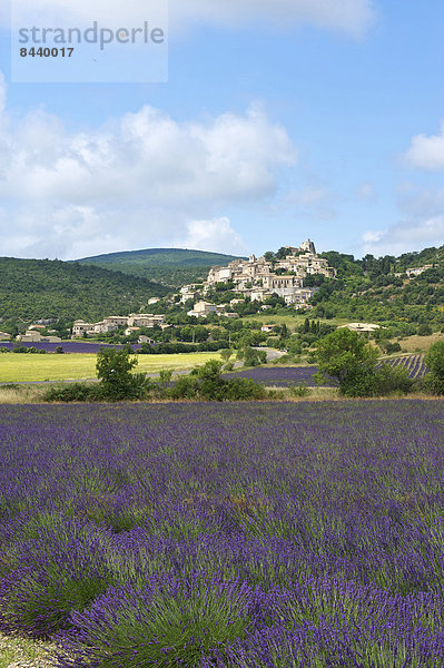 Außenaufnahme  Landschaftlich schön  landschaftlich reizvoll  Sehenswürdigkeit  Frankreich  Europa  Tag  Landschaft  Landwirtschaft  niemand  Dorf  Feld  Provence - Alpes-Cote d Azur  Lavendel  Lavendelblüte