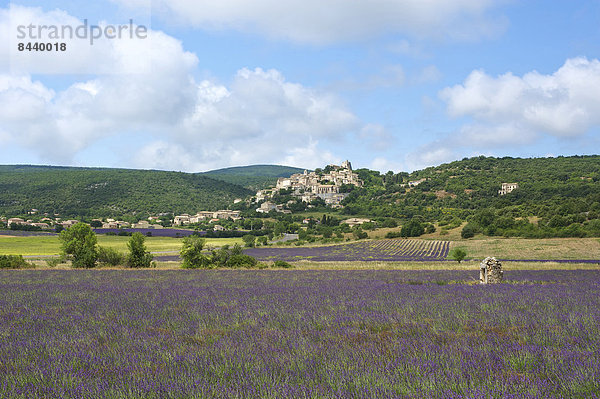 Außenaufnahme  Landschaftlich schön  landschaftlich reizvoll  Sehenswürdigkeit  Frankreich  Europa  Tag  Landschaft  Landwirtschaft  niemand  Dorf  Feld  Provence - Alpes-Cote d Azur  Lavendel  Lavendelblüte