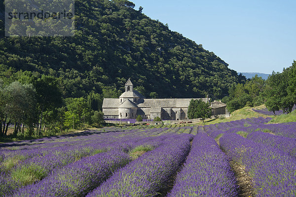 Kreuzgang  Außenaufnahme  Landschaftlich schön  landschaftlich reizvoll  Sehenswürdigkeit  Frankreich  Europa  Tag  Landschaft  Gebäude  Landwirtschaft  niemand  Architektur  Feld  Provence - Alpes-Cote d Azur  Lavendel  Lavendelblüte  Kloster