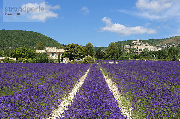 Außenaufnahme  Landschaftlich schön  landschaftlich reizvoll  Sehenswürdigkeit  Frankreich  Europa  Tag  Landschaft  Landwirtschaft  niemand  Feld  Provence - Alpes-Cote d Azur  Lavendel  Lavendelblüte