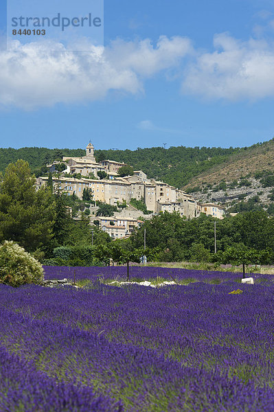 Außenaufnahme  Landschaftlich schön  landschaftlich reizvoll  Sehenswürdigkeit  Frankreich  Europa  Tag  Landschaft  Landwirtschaft  niemand  Feld  Provence - Alpes-Cote d Azur  Banon  Lavendel  Lavendelblüte