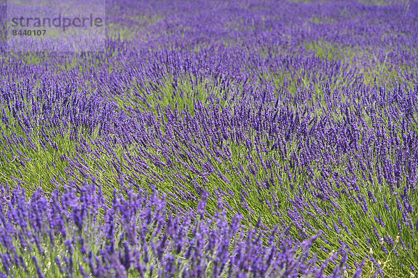 Außenaufnahme  Landschaftlich schön  landschaftlich reizvoll  Sehenswürdigkeit  Frankreich  Europa  Tag  Landschaft  Landwirtschaft  niemand  Feld  Provence - Alpes-Cote d Azur  Lavendel  Lavendelblüte  Sault