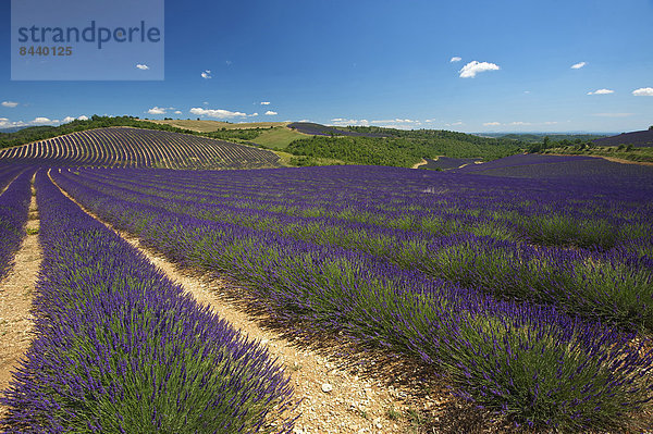 Außenaufnahme  Landschaftlich schön  landschaftlich reizvoll  Sehenswürdigkeit  Frankreich  Europa  Tag  Landschaft  Landwirtschaft  niemand  Feld  Provence - Alpes-Cote d Azur  Lavendel  Lavendelblüte