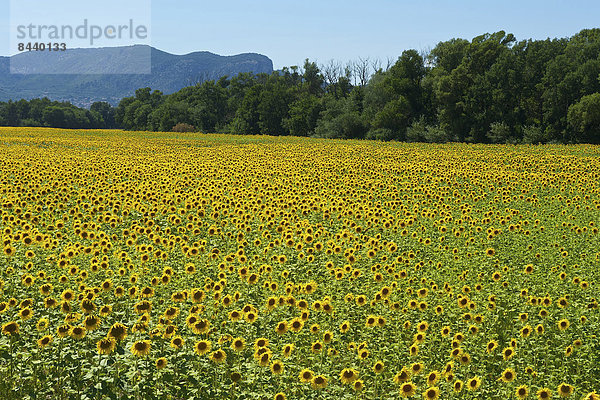 Außenaufnahme  Landschaftlich schön  landschaftlich reizvoll  Frankreich  Europa  Tag  Landschaft  Landwirtschaft  niemand  Feld  Sonnenblume  helianthus annuus  Provence - Alpes-Cote d Azur  Sonnenblumenfeld