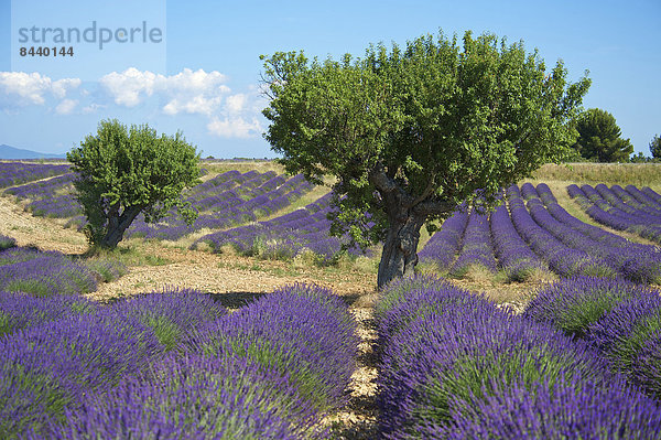 Außenaufnahme  Landschaftlich schön  landschaftlich reizvoll  Sehenswürdigkeit  Frankreich  Europa  Tag  Landschaft  Landwirtschaft  niemand  Feld  Provence - Alpes-Cote d Azur  Lavendel  Lavendelblüte  Valensole