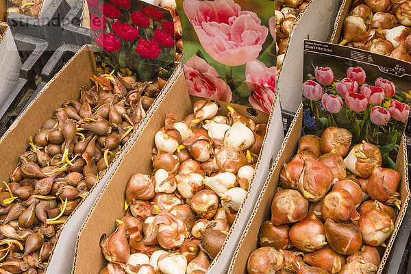 Blume  verkaufen  Markt  Tulpe