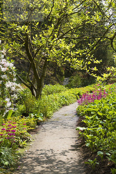Path through garden  Bodnant Gardens