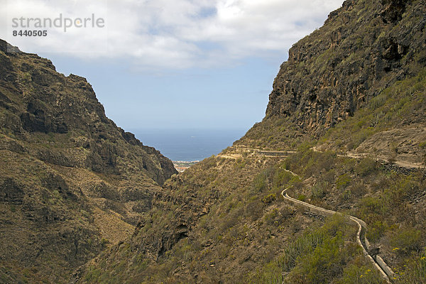 Wolfsmilchgewächse  Euphorbiaceae  Felsbrocken  Außenaufnahme  Europa  Berg  Felsen  Tag  Botanik  Landschaft  Steilküste  Tal  Pflanze  Natur  Kanaren  Kanarische Inseln  Schlucht  Erosion  Berglandschaft  Spanien  Wolfsmilch  Euphorbie  Teneriffa