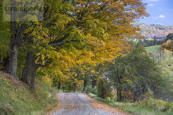 Vereinigte Staaten von Amerika USA Farbaufnahme Farbe Amerika folgen Baum Fernverkehrsstraße bunt Herbst Vermont