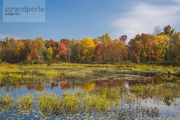 Vereinigte Staaten von Amerika  USA  Farbaufnahme  Farbe  Amerika  Ruhe  Landschaft  Spiegelung  See  bunt  Herbst  rot  Neuengland  Massachusetts  Teich