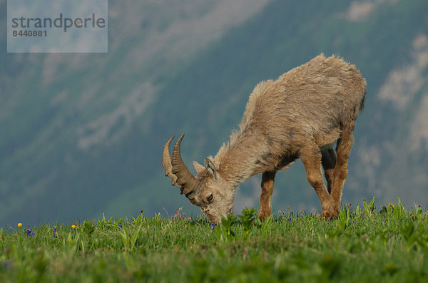 Steinbock  Capra ibex  Schnabel  Europa  Säugetier  Alpen  Kamel  Steinbock - Sternzeichen  Schweiz