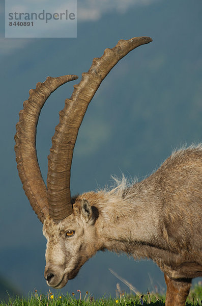 Steinbock  Capra ibex  Schnabel  Europa  Säugetier  Alpen  Kamel  Steinbock - Sternzeichen  Schweiz