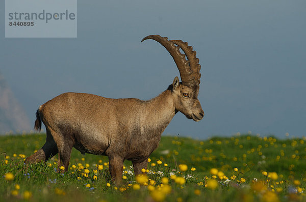 Steinbock  Capra ibex  Schnabel  Europa  Säugetier  Alpen  Kamel  Steinbock - Sternzeichen  Schweiz