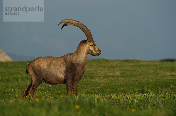 Steinbock  Capra ibex  Schnabel  Europa  Säugetier  Alpen  Kamel  Steinbock - Sternzeichen  Schweiz