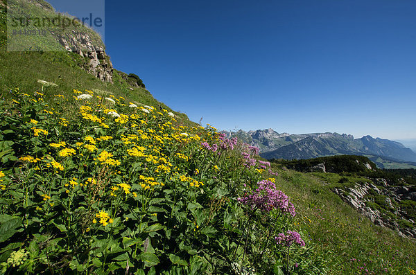 Blumenwiese  Europa  Berg  Sommer  Morgen  Landschaft  Schweiz