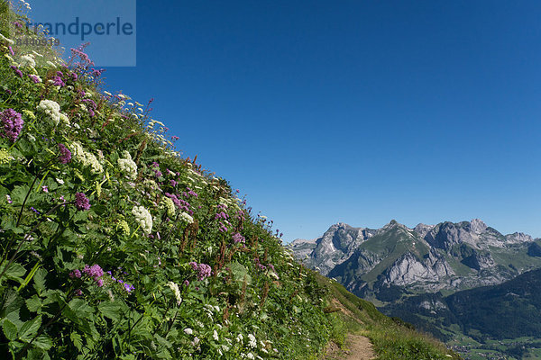 Blumenwiese  Europa  Berg  Sommer  Morgen  Landschaft  Schweiz