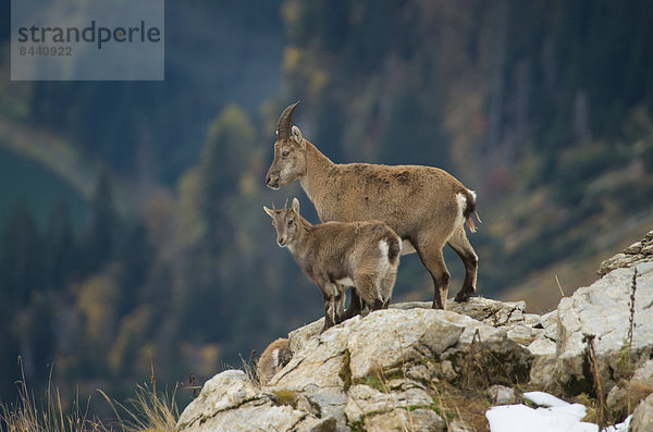 Steinbock  Capra ibex  Schnabel  Europa  Säugetier  Alpen  Welpe  Kamel  Steinbock - Sternzeichen  Schweiz