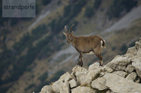 Steinbock  Capra ibex  Schnabel  Europa  Säugetier  Alpen  Kamel  Steinbock - Sternzeichen  Schweiz