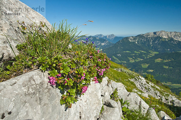 Blumenwiese  Europa  Berg  Stein  Blume  Steilküste  Bayern  Deutschland  Oberbayern