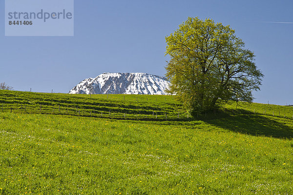 Landschaftlich schön  landschaftlich reizvoll  Berg  Himmel  Landschaft  Hügel  Landwirtschaft  Gras  Region In Nordamerika  Bayern  Deutschland  Oberbayern