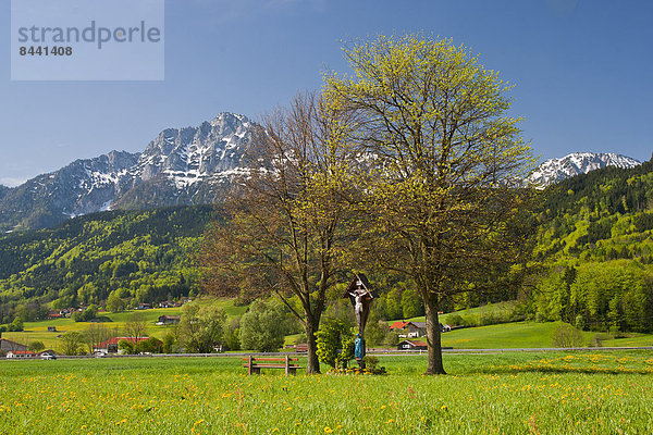 Blumenwiese  Landschaftlich schön  landschaftlich reizvoll  Zorn  Landschaft  Landwirtschaft  Wiese  Gras  Region In Nordamerika  Bayern  Deutschland  Oberbayern