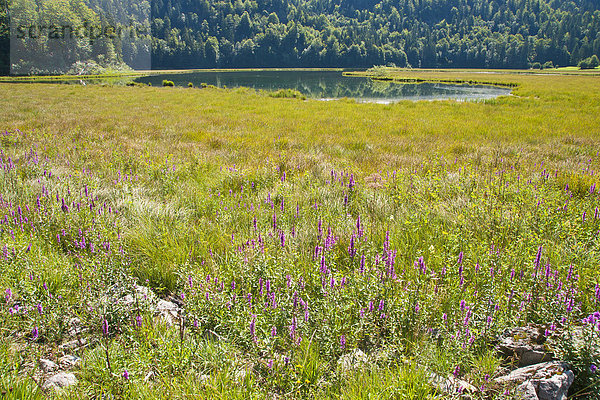 Blumenwiese  Laubwald  Wasser  Schutz  See  Natur  blühen  Wiese  Region In Nordamerika  Bayern  Chiemgau  Deutschland  Oberbayern