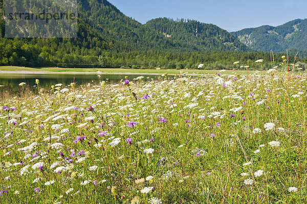 Blumenwiese  Panorama  Berg  Sommer  blühen  Alpen  Wiese  Bayern  Chiemgau  Deutschland  Oberbayern