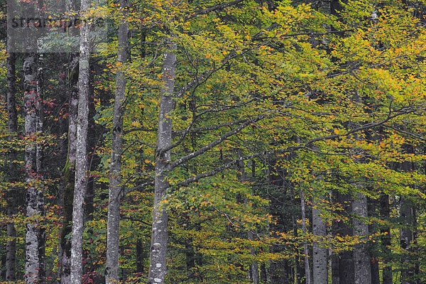 Detail Details Ausschnitt Ausschnitte Anschnitt Farbaufnahme Farbe Helligkeit Europa Baum Wald Abstraktion Hintergrund Holz Herbst Baumstamm Stamm Laub Schweiz Volksstamm Stamm