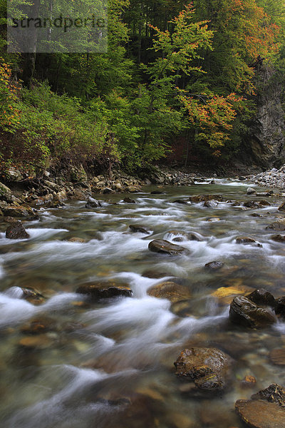 Flußbett  Helligkeit  Wasser  Europa  Fortbewegung  Stein  fließen  Fluss  Herbst  Laub  Schweiz