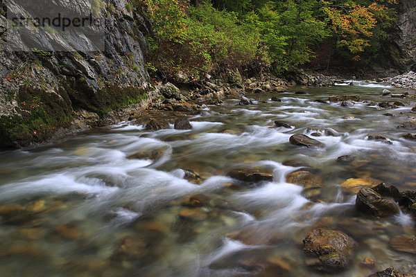 Flußbett  Helligkeit  Wasser  Europa  Fortbewegung  Stein  fließen  Fluss  Herbst  Laub  Schweiz