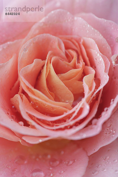 Makroaufnahme  Detail  Details  Ausschnitt  Ausschnitte  Wasser  Blume  Blüte  heraustropfen  tropfen  undicht  Close-up  close-ups  close up  close ups  pink  Regentropfen  Rose  Weichheit